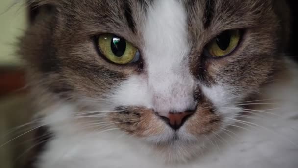 Kucing Ketakutan Itu Melihat Kamera Dan Bersembunyi Close — Stok Video