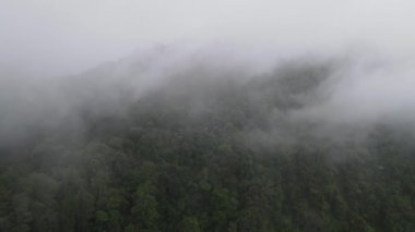 Aerial footage of spruce forest trees on the mountain hills at misty day