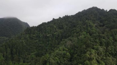 Aerial footage of spruce forest trees on the mountain hills at misty day