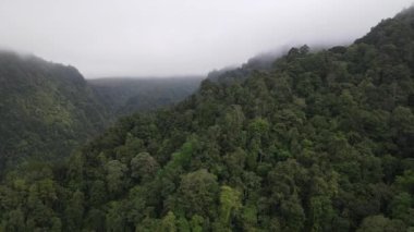 Aerial footage of spruce forest trees on the mountain hills at misty day