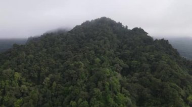 Aerial footage of spruce forest trees on the mountain hills at misty day