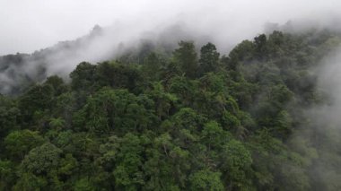 Aerial footage of spruce forest trees on the mountain hills at misty day