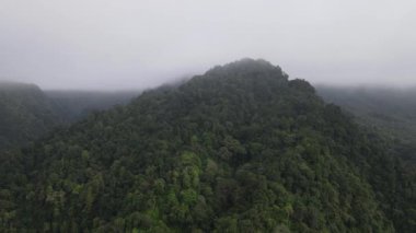 Aerial footage of spruce forest trees on the mountain hills at misty day