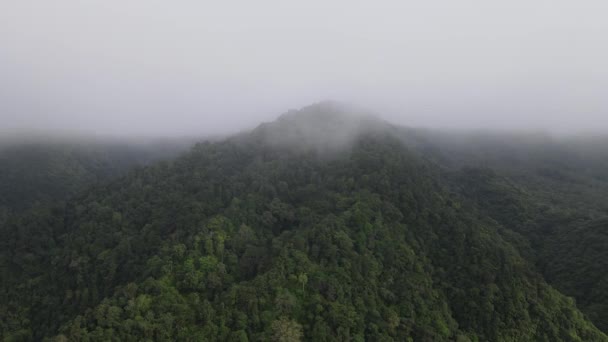 Aerial Footage Spruce Forest Trees Mountain Hills Misty Day — Αρχείο Βίντεο