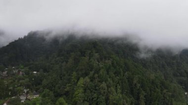 Aerial footage of spruce forest trees on the mountain hills at misty day