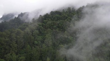 Aerial footage of spruce forest trees on the mountain hills at misty day