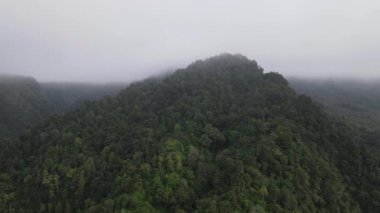 Aerial footage of spruce forest trees on the mountain hills at misty day