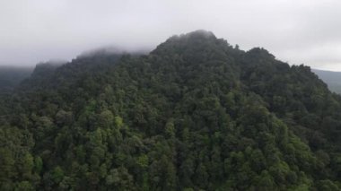 Aerial footage of spruce forest trees on the mountain hills at misty day