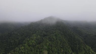 Aerial footage of spruce forest trees on the mountain hills at misty day