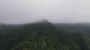 Aerial footage of spruce forest trees on the mountain hills at misty day