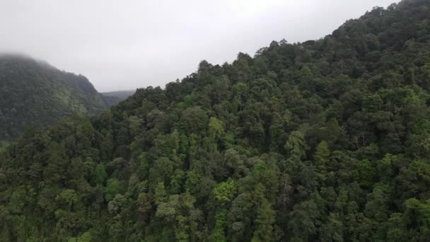 霧の日に山の丘の上のスプルースの森の木の空中映像 — ストック動画