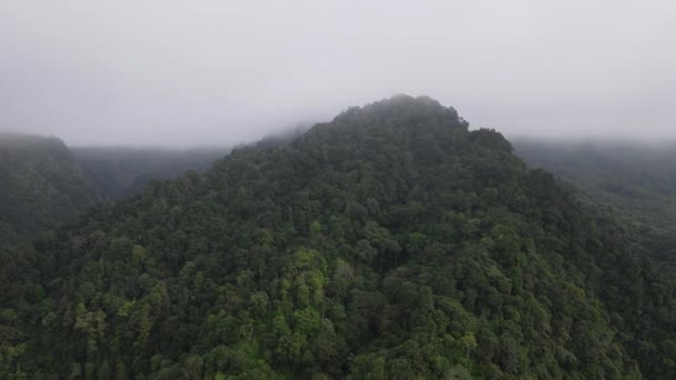 Aerial Footage Spruce Forest Trees Mountain Hills Misty Day — Αρχείο Βίντεο