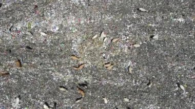 Aerial view of a city dump center full of trash. Herd of cows eating garbage in a landfill. Ecology and health issues.