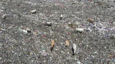 Aerial view of a city dump center full of trash. Herd of cows eating garbage in a landfill. Ecology and health issues.