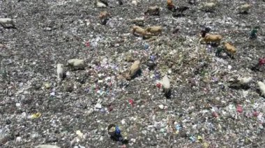 Aerial view of a city dump center full of trash. Herd of cows eating garbage in a landfill. Ecology and health issues.