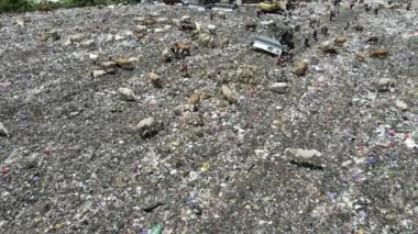 Aerial view of a city dump center full of trash. Herd of cows eating garbage in a landfill. Ecology and health issues.