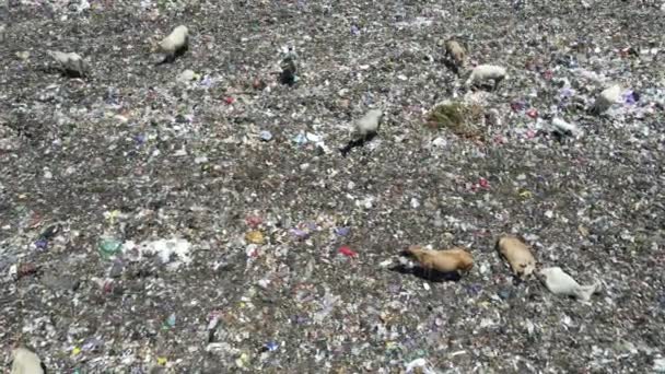 Aerial View City Dump Center Full Trash Herd Cows Eating — Vídeo de Stock