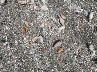 Çöplerle dolu bir şehir çöplüğünün en üst hava manzarası. Çöp sahasında çöp yiyen inek sürüsü. Ekoloji ve sağlık sorunları.