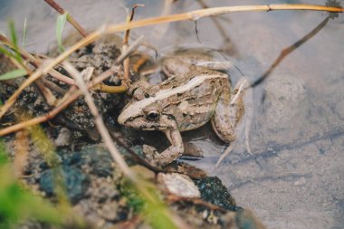 A photo of Fejervarya limnocharis or Asian grass frog or rice field frog