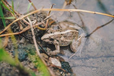 A photo of Fejervarya limnocharis or Asian grass frog or rice field frog