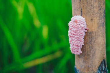 Photo of a golden apple snail spawn egg at a twig in a rice field.
