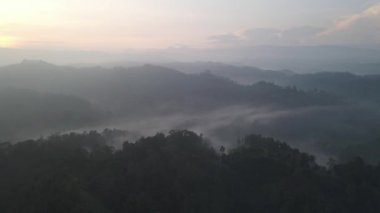 Aerial footage of spruce forest trees on the mountain hills at misty day
