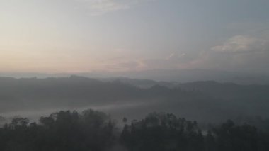 Aerial footage of spruce forest trees on the mountain hills at misty day
