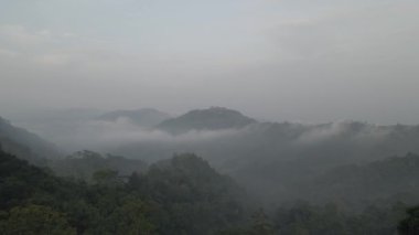Aerial footage of spruce forest trees on the mountain hills at misty day