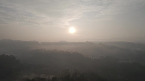 霧の日に山の丘の上のスプルースの森の木の空中映像 — ストック動画