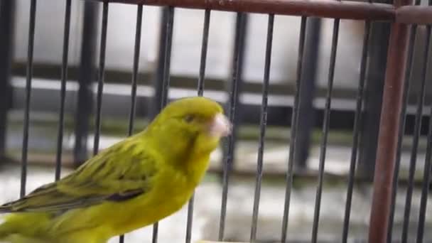 Gelber Hauskanarienvogel Oder Serinus Canaria Forma Domestica Sitzt Auf Einem — Stockvideo