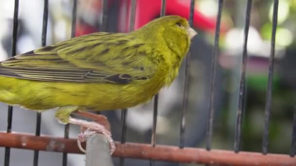 Pájaro Canario Doméstico Amarillo Serinus Canaria Forma Domestica Sentado Una — Vídeos de Stock