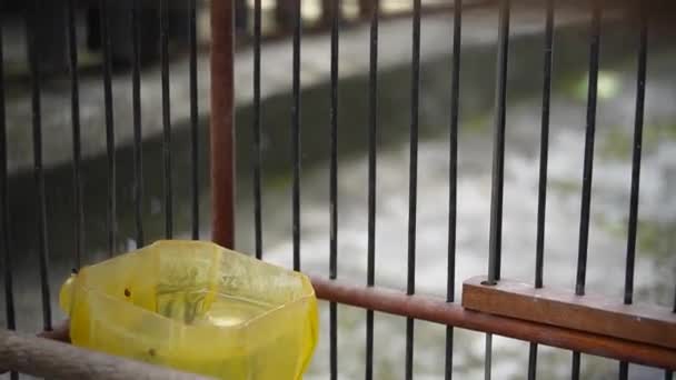 Sarı Evcil Kanarya Kuşu Serinus Kanarya Forma Domestica Kafeste Bir — Stok video