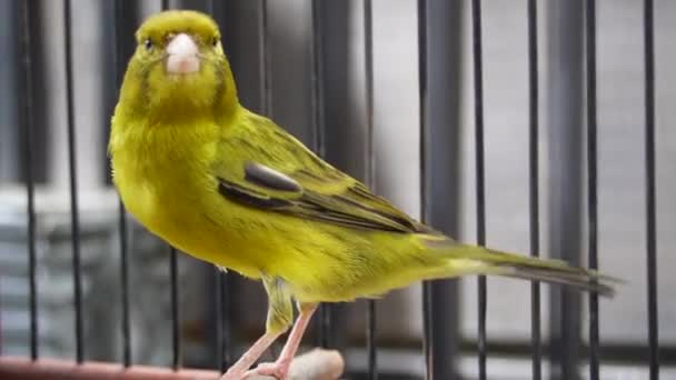 家养的黄色家养金丝雀或金丝雀坐在笼中的树枝上 — 图库视频影像