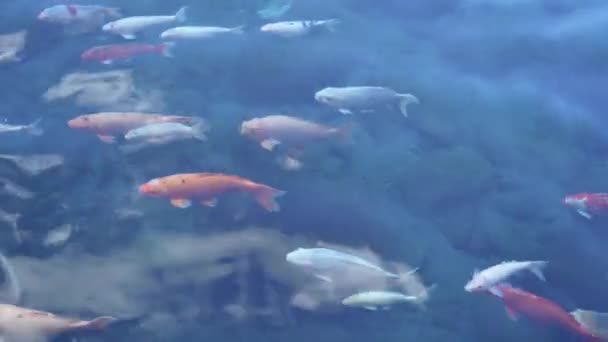 Peixe Koi Lagoa Peixes Carpas Extravagantes Estão Nadando Água — Vídeo de Stock
