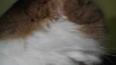 Beyaz ve kahverengi kürklü bir Angora kedisini yakından çek.