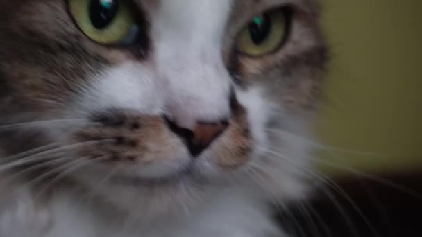 Tiro Perto Gato Angorá Com Pele Branca Marrom — Vídeo de Stock