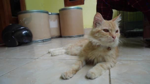 Gato Angorá Laranja Macho Bonito Com Seu Cabelo Comprido Vestindo — Vídeo de Stock