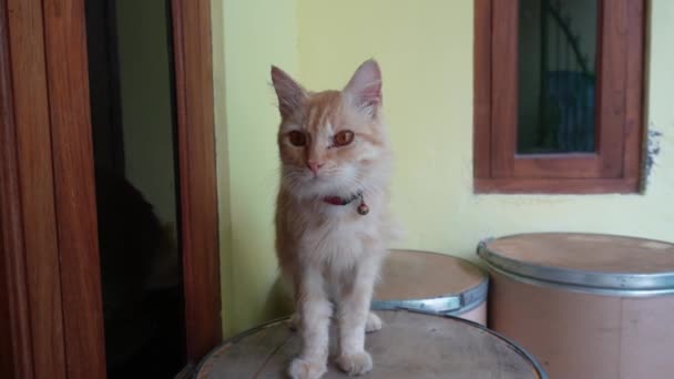 Kucing Angora Oranye Jantan Yang Lucu Dengan Rambut Panjangnya Mengenakan — Stok Video
