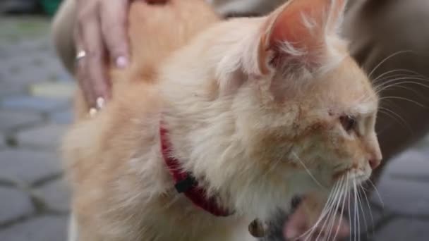 목걸이를 머리를 귀여운 오렌지 앙고라 고양이 — 비디오
