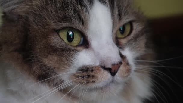 Tiro Perto Gato Angorá Com Pele Branca Marrom — Vídeo de Stock