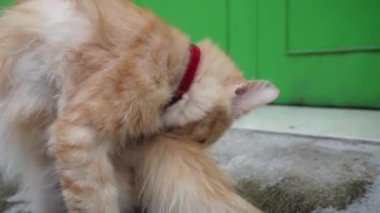 Kırmızı kolye takan, uzun saçlı, turuncu, sevimli bir erkek angora kedisi.
