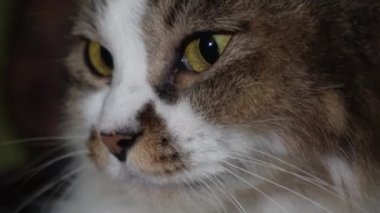 Beyaz ve kahverengi kürklü bir Angora kedisini yakından çek.