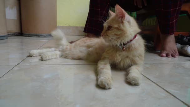 Een Schattige Mannelijke Oranje Angora Kat Met Zijn Lange Haar — Stockvideo