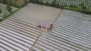 Çiftlik tarlasında beyaz zincirler. Kolordu ve bitkiler için koruyucu kaplama. Spunbond agrofiber satır kapakları ve tünelleri. 