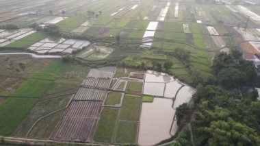 Klaten Endonezya köyündeki sisli pirinç tarlasının havadan görünüşü