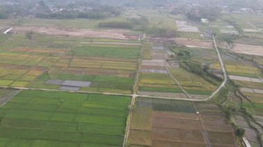 Klaten Endonezya köyündeki sisli pirinç tarlasının havadan görünüşü