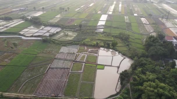 Luftaufnahme Des Nebligen Reisfeldes Dorf Klaten Indonesien — Stockvideo