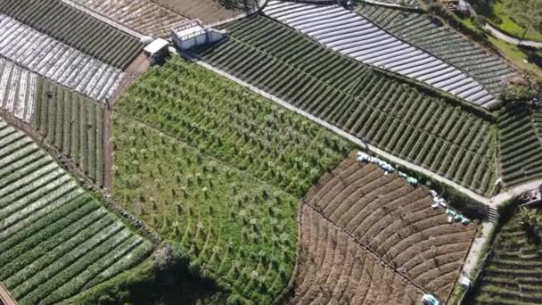 Luchtfoto Van Ecotoerisme Met Groente Aardbeienveld — Stockvideo