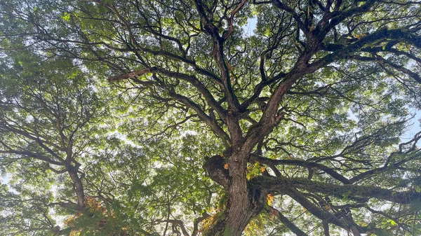 Dolny Widok Duże Drzewa Samolotu Lub Platanus Parku Światło Słoneczne — Zdjęcie stockowe