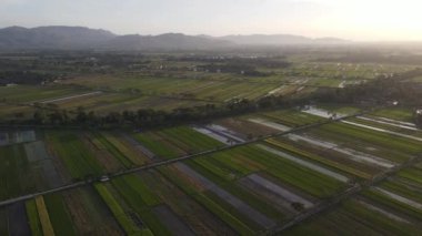 Aerial view of morning in rice field Indonesia